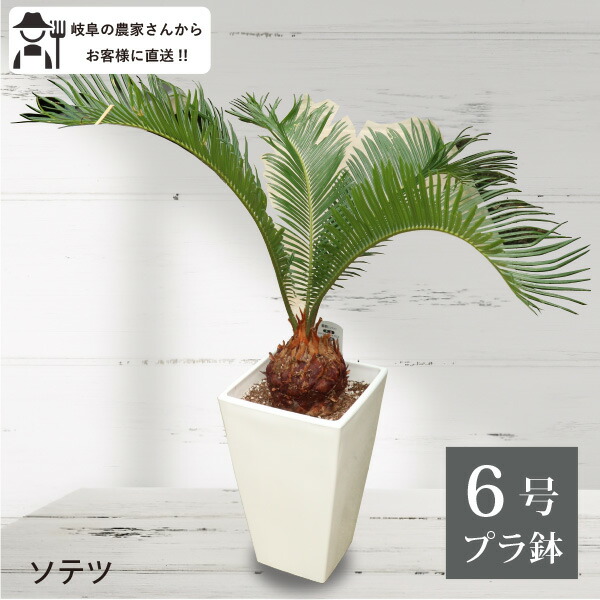 楽天市場】ソテツ 6号鉢 観葉植物 室内 大型 インテリア おしゃれ