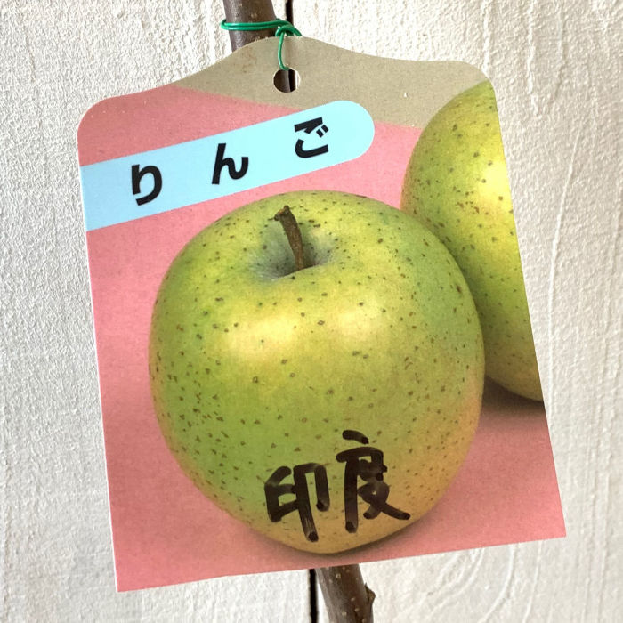 楽天市場】リンゴ 苗木 印度 13.5cmポット苗 インドりんご りんご 苗