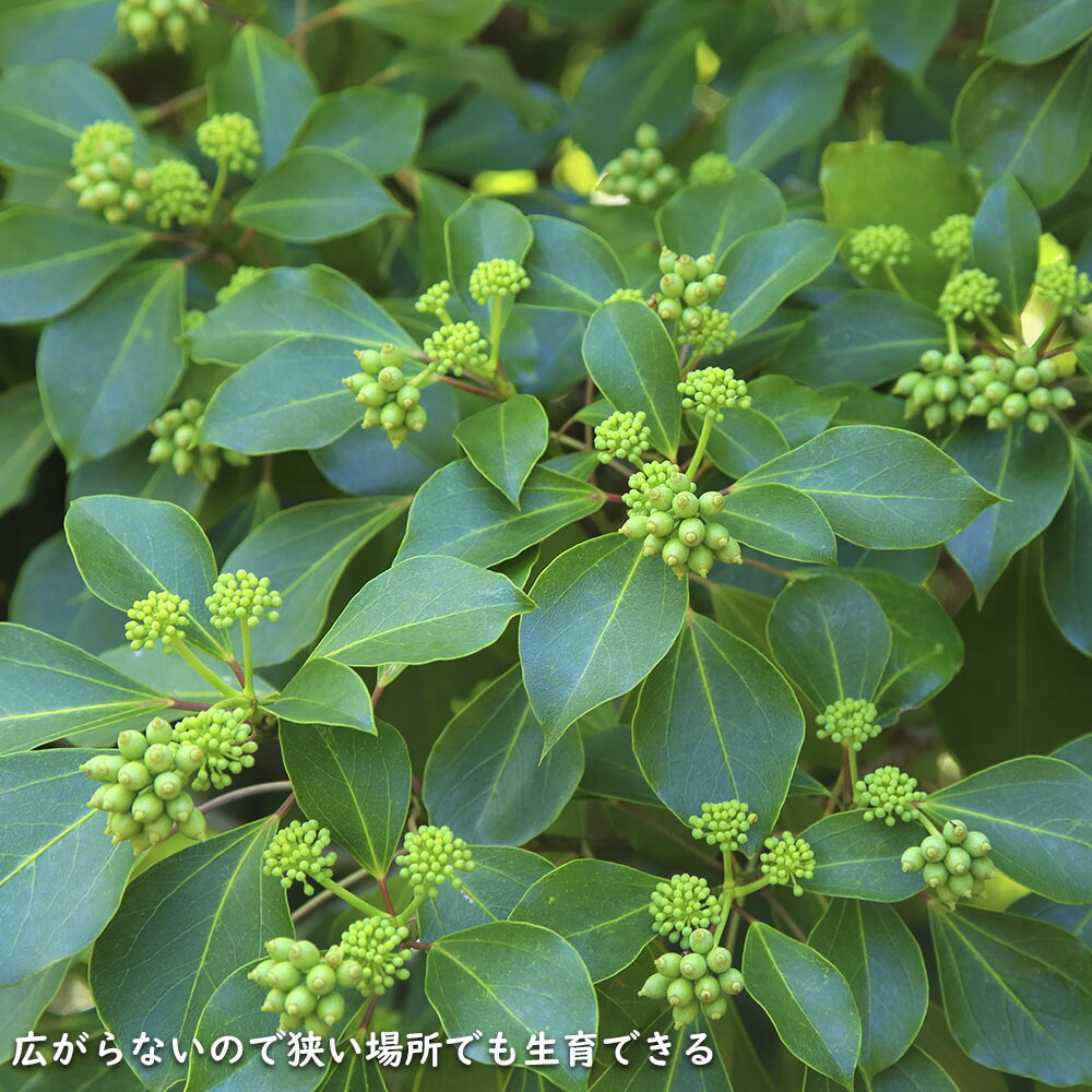 楽天市場】カクレミノ 株立ち（2本立ち含む） 1m 露地×2 苗 : トオヤマ