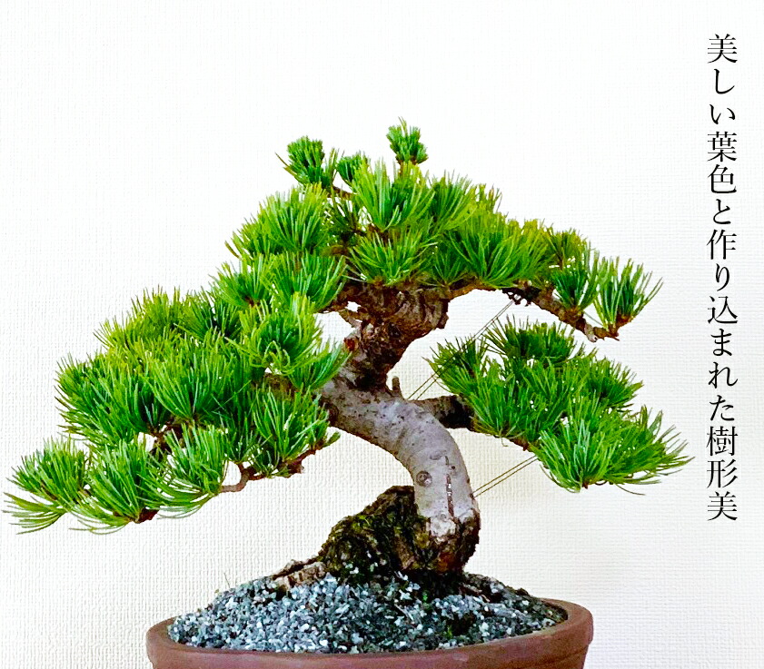 楽天市場】盆栽 松 一点物 現品 樹齢30年 宮島五葉松 初心者の方でも