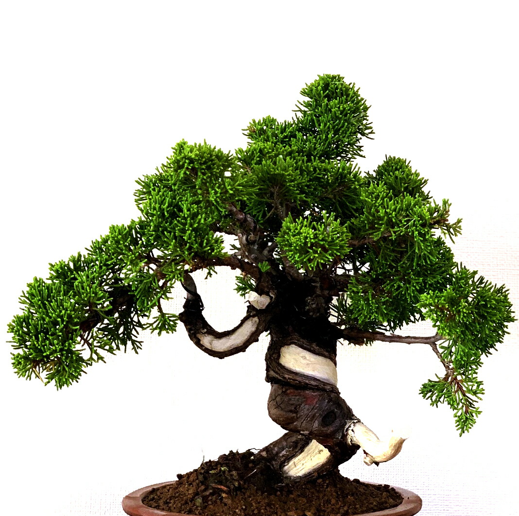 楽天市場】盆栽 真柏 樹齢25年 高級 一点物 糸魚川真柏【最高峰品質