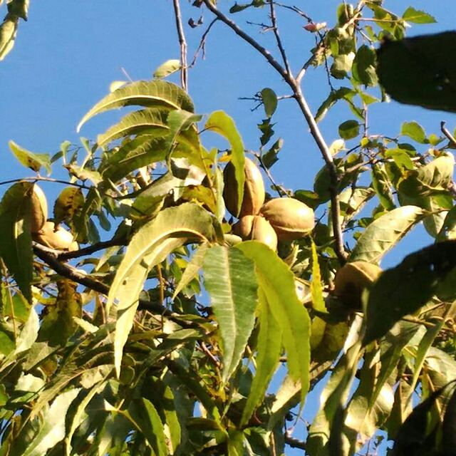 楽天市場】ナッツの木 苗 【ペカン （ウィチタ）】 接ぎ木苗 ピーカン