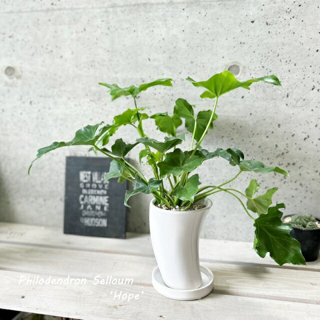 楽天市場】観葉植物【フィロデンドロン属】フィロデンドロン・セローム