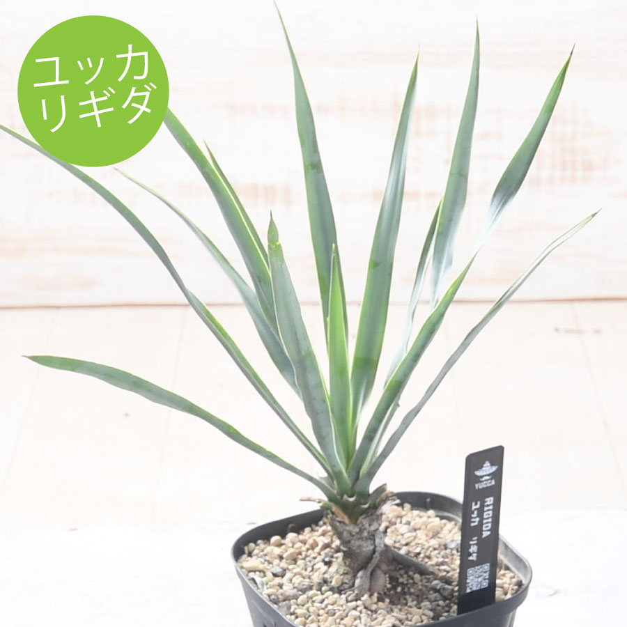楽天市場】ユッカ リギダ（花・観葉植物｜花・ガーデン・DIY）の通販