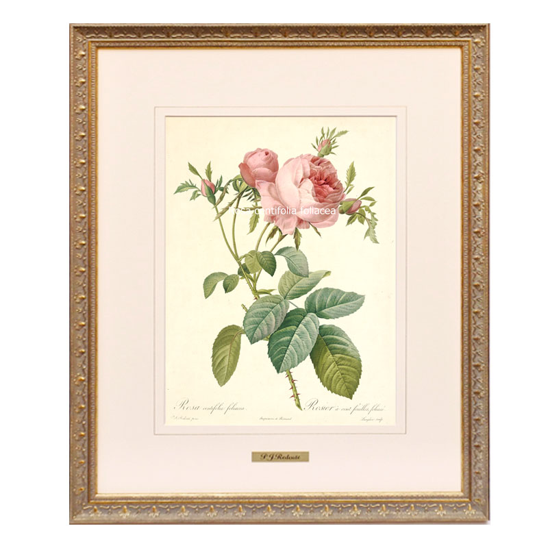 楽天市場】絵画 インテリア ルドゥーテ ローズ 絵額 複製画 『 バラ