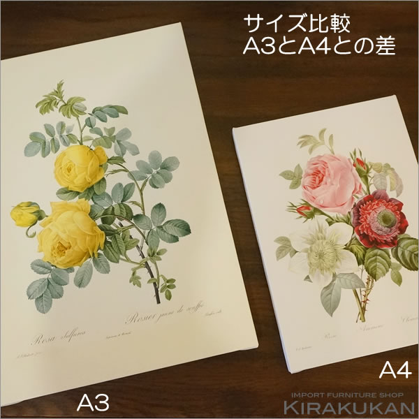 楽天市場】ルドゥーテ キャンバス絵額 『 美花選 』 A4サイズ バラ