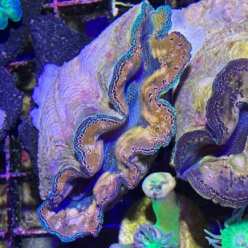 楽天市場】シャコガイの貝殻(シャコ貝) 中サイズ : 沖縄サトウキビ畑