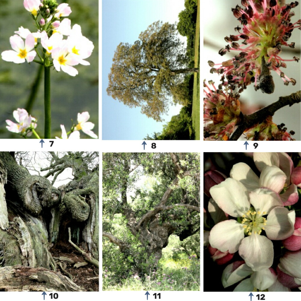 楽天市場】Healing Herbs ヒーリングハーブス #1~38 5フラワー 39種類