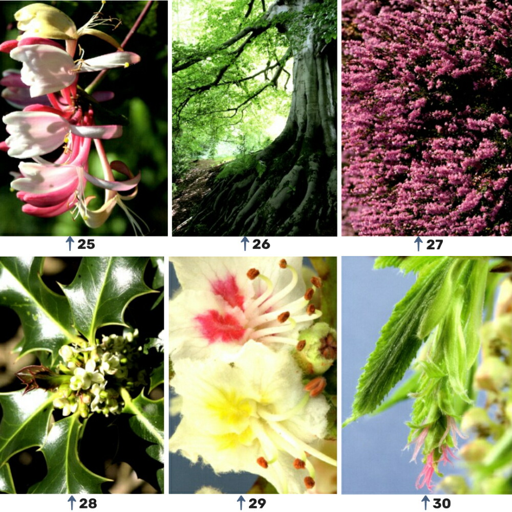 楽天市場】Healing Herbs ヒーリングハーブス #1~38 5フラワー 39種類