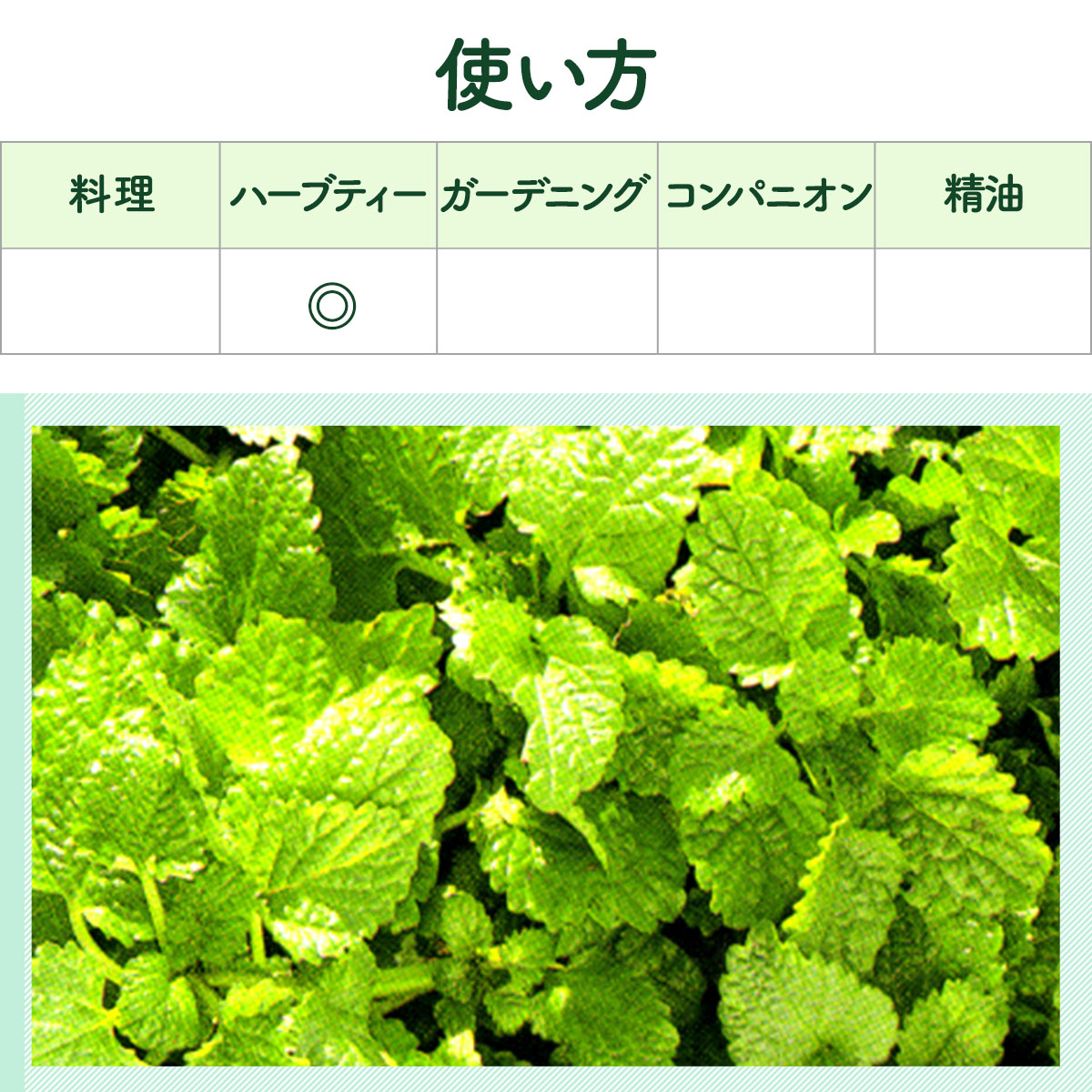 楽天市場】【本日P2倍】 ハーブ 苗 セット レモンバーム 10個（ハーブ