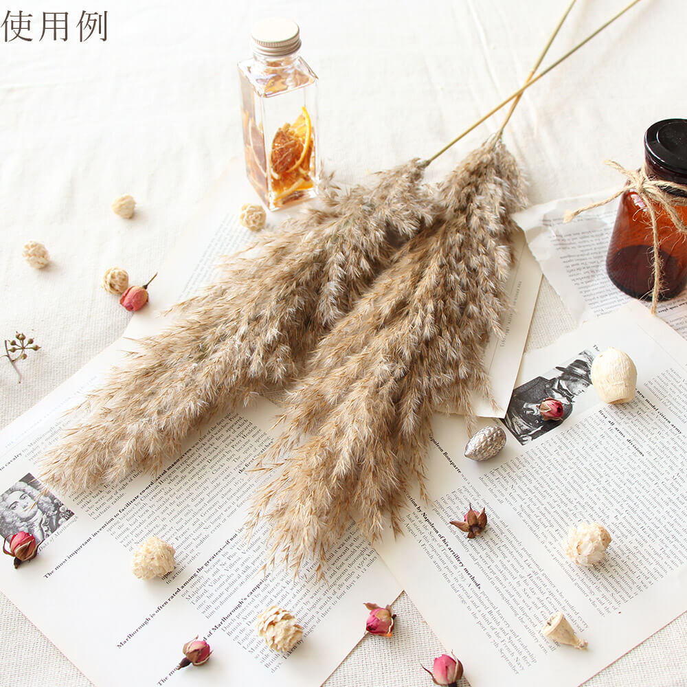 楽天市場】【P15倍中 2/24 9:59まで】 ドライフラワー 花材 即日出荷