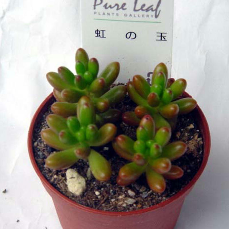 楽天市場】多肉植物【虹の玉】(多肉 植物 販売)ニジノタマインテリア