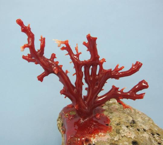 楽天市場】日本・高知沖産血赤珊瑚の拝見 置き物 原木 石付き 置物
