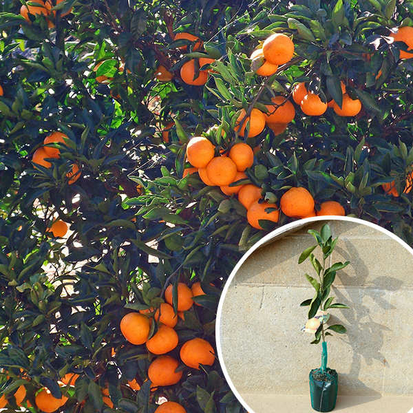 楽天市場】みはや 苗の通販