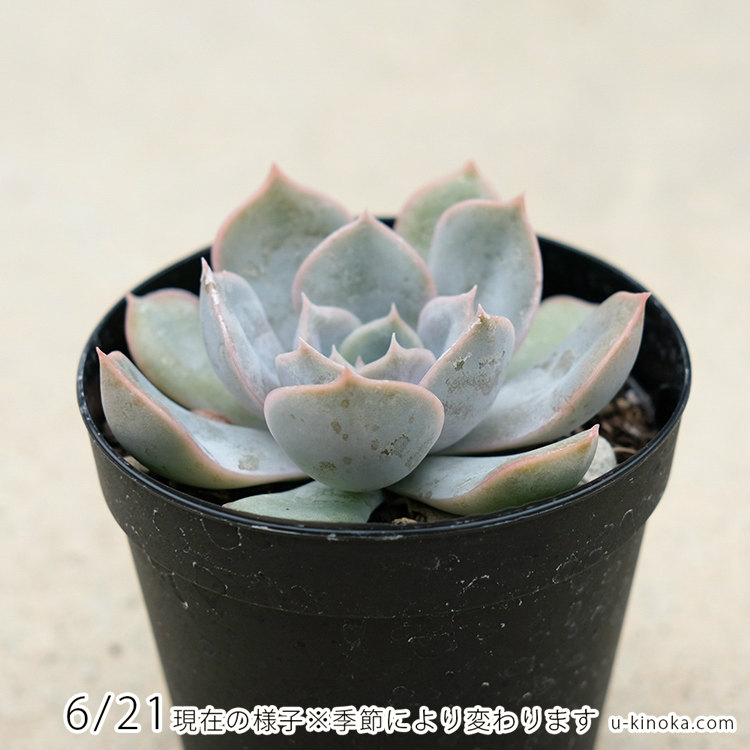 楽天市場】フィオナ 7.5cmポット 多肉植物 エケベリア Echeveria