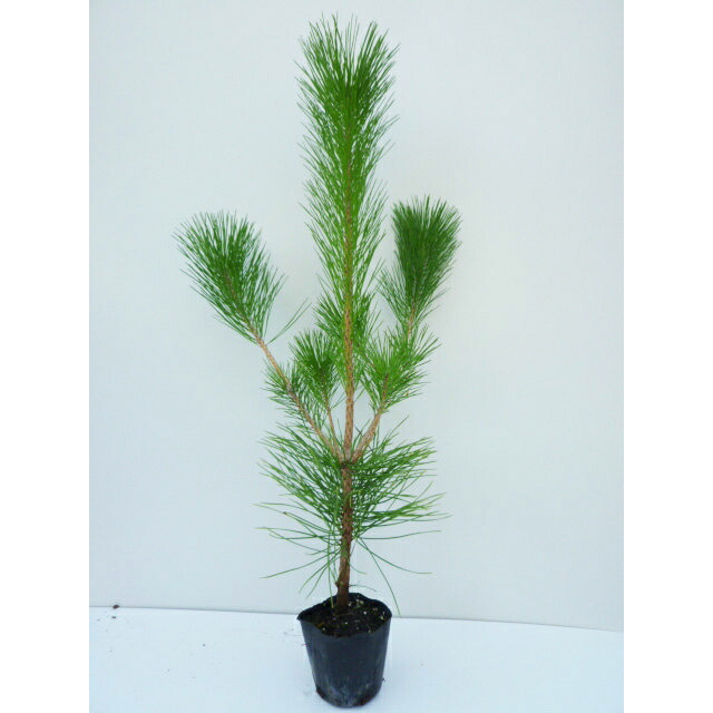 植木 盆栽 黒松 庭木」の人気商品一覧 | 安い商品を通販サイトから探す