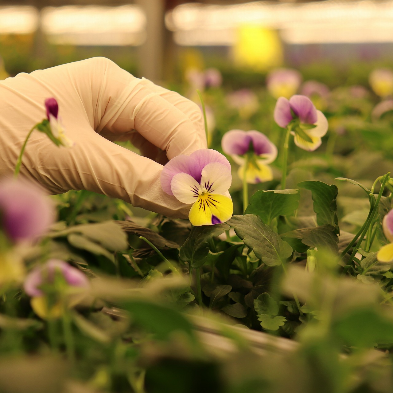 楽天市場】うずの華【植物工場産】食用花 エディブルフラワー (ビオラ