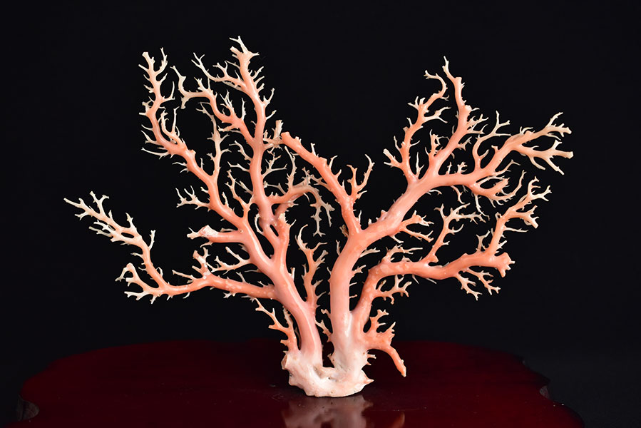 楽天市場】天然 ピンク珊瑚 原木 拝見 置物 台座付【日本近海産】【約