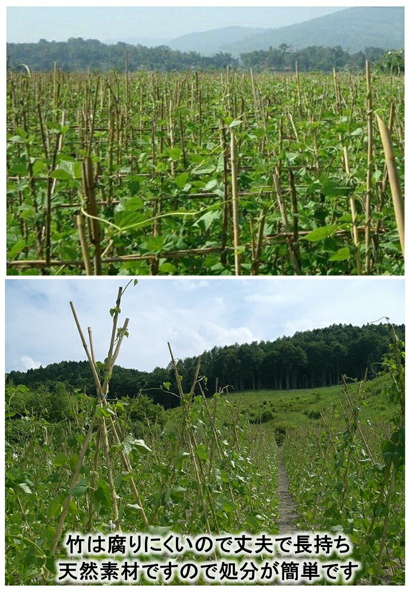 楽天市場】女竹 90cm 50本 篠竹 竹支柱 添え木 園芸用 農業用 定植時