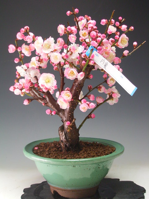 楽天市場】梅盆栽 花芽付き！内裏梅（一重、八重咲き、ピンク花）2025