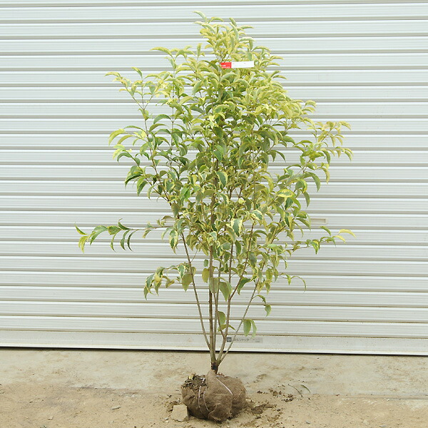 楽天市場】送料無料！！ 庭木：トウネズミモチ トリカラー *樹高約