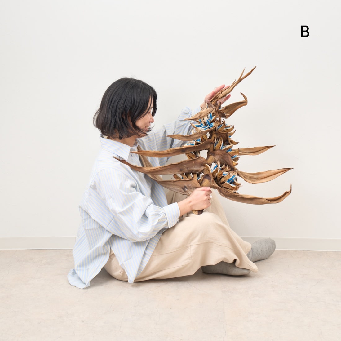 BIGボタニカル］タビビトノキ の商品ぺージ - 土と風の植物園