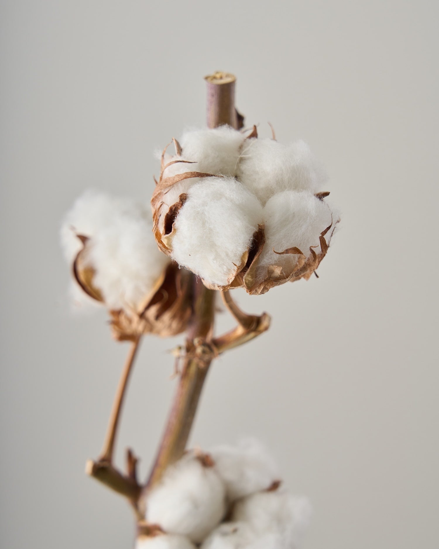 ドライフラワー］コットンフラワー商品ページ - 土と風の植物園