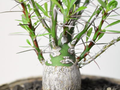 フォークイエリア・fouquieria買取 | 塊根植物・コーディックス・多肉