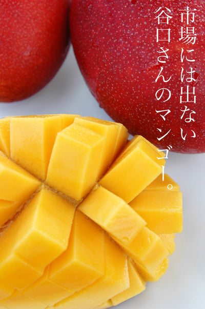 8月上旬頃から順次出荷】【直送ふるさと便】令和7年 奄美大島産 谷口