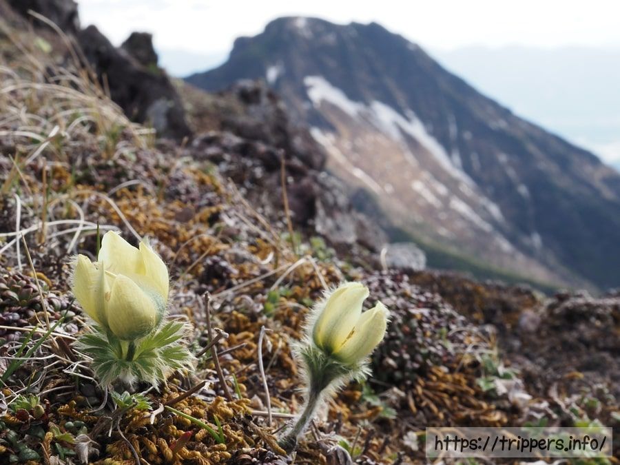 ツクモグサとホテイランが咲く南八ヶ岳(硫黄岳・横岳・赤岳)を縦走 1日目