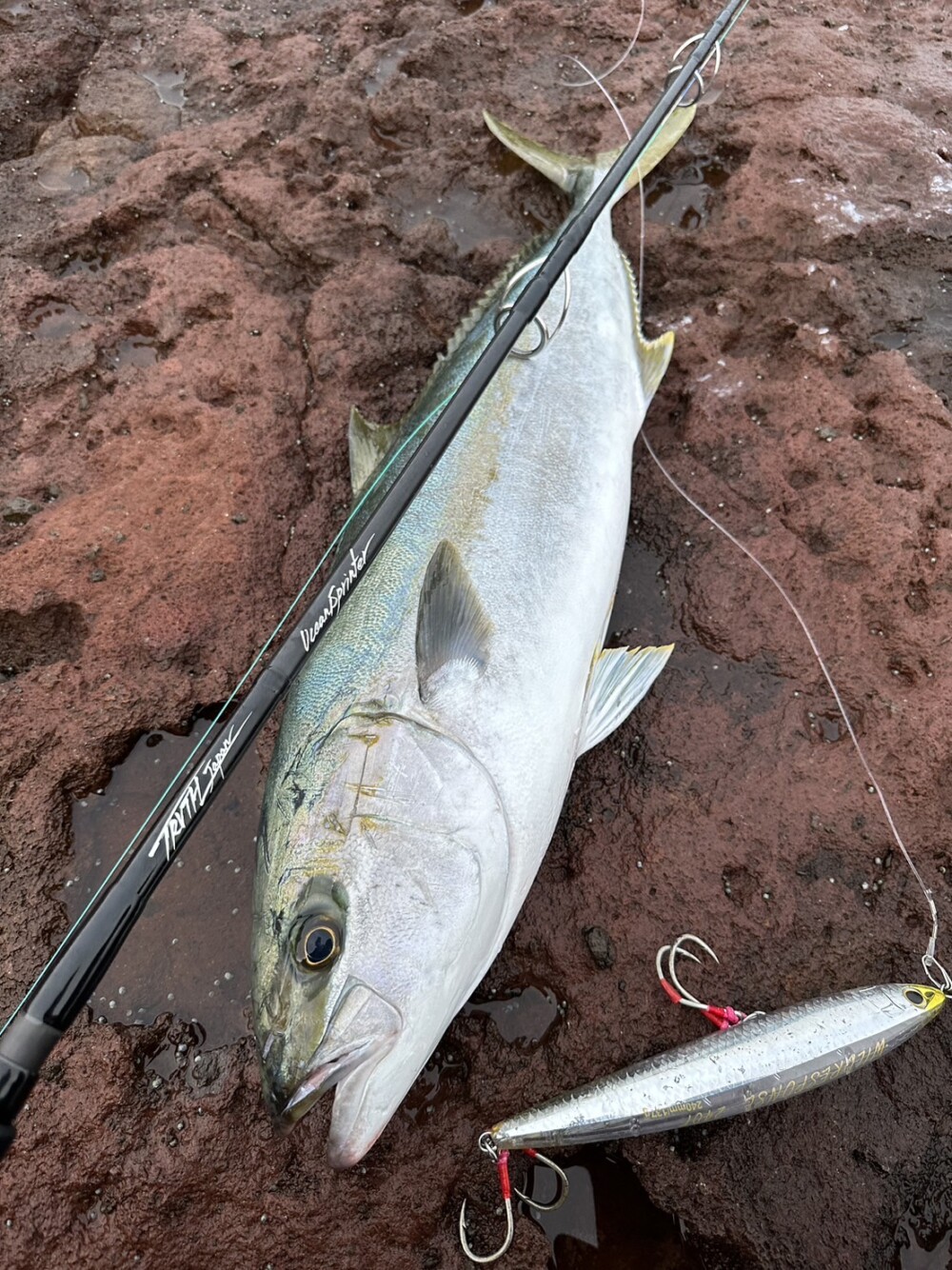 北部九州 ロックショアヒラマサキャスティング (OceanSprinter838