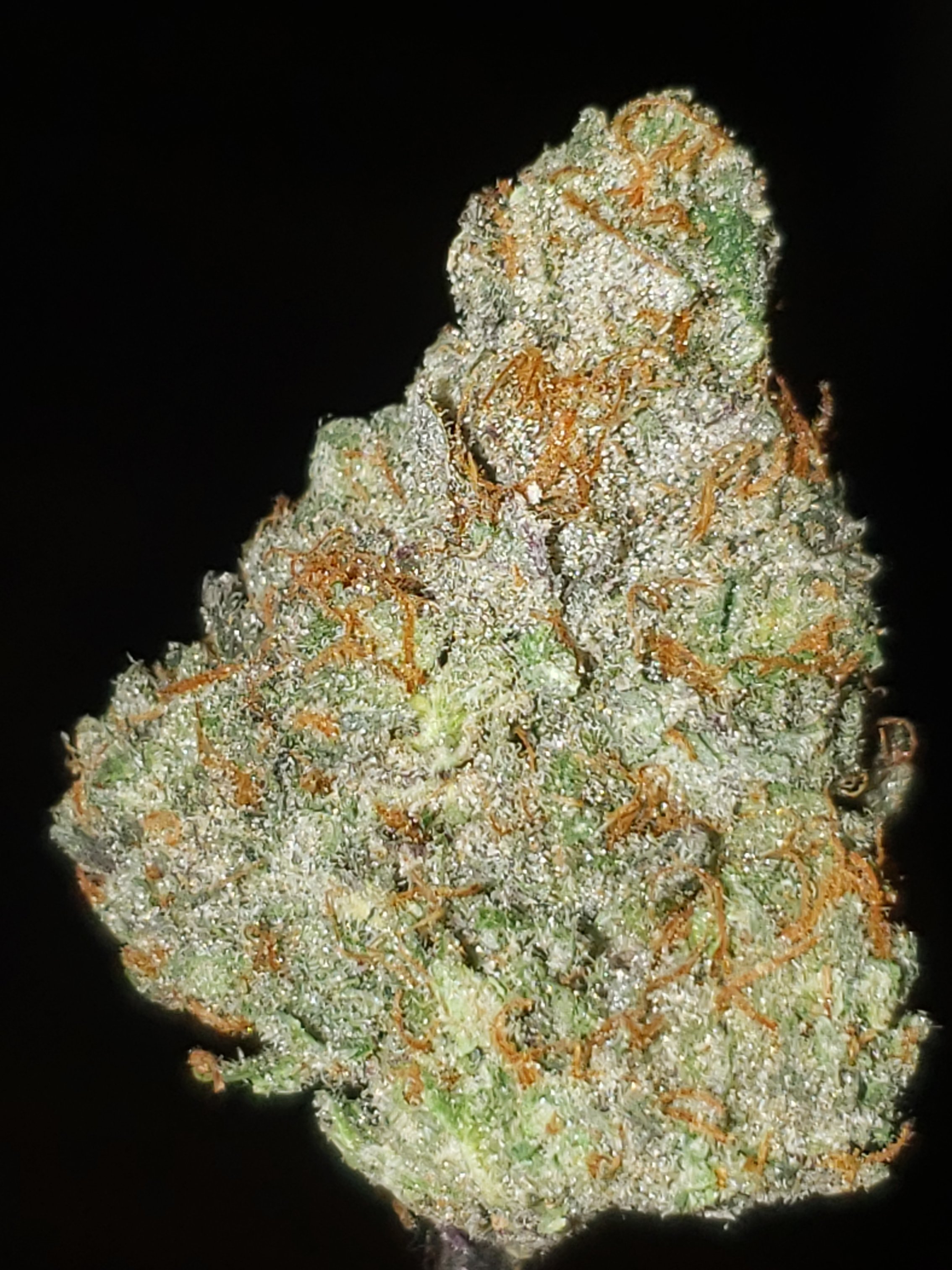 ディグダ】OGKush 10 SweetSkunk 10 ディグダ】OGKush 10 SweetSkunk