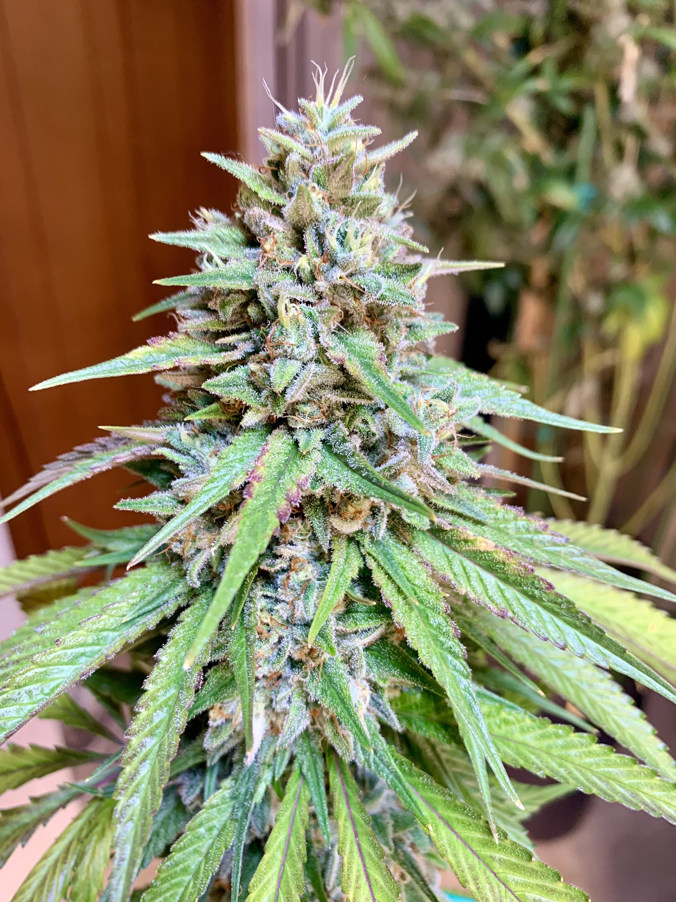 ディグダ】OGKush 10 SweetSkunk 10 ディグダ】OGKush 10 SweetSkunk