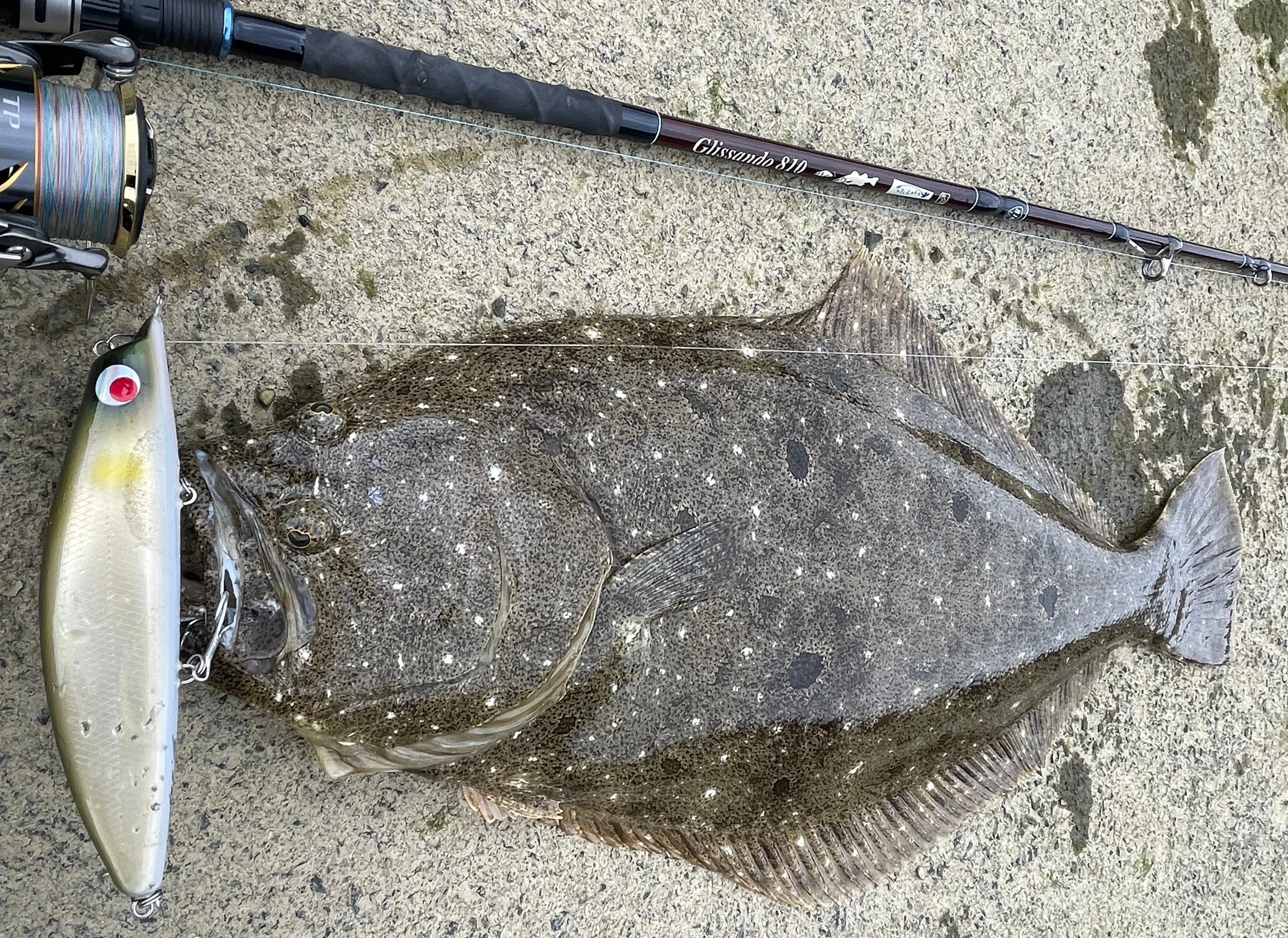 Ridgeline × TULALA Glissando 810 – TULALA online store