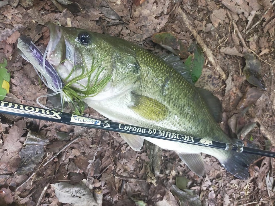 TULALA | Ford every stream | » 【STAFF】新製品 コローナ69MHBC-HX