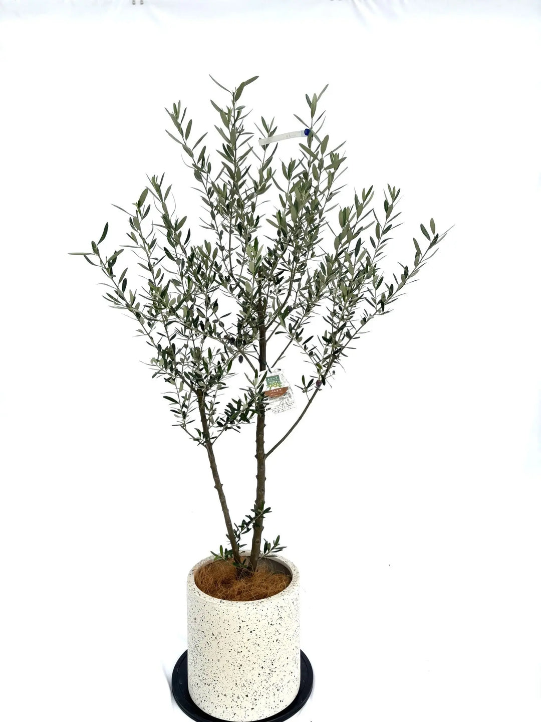 10316-4_1080x.jpg?v=1731476722