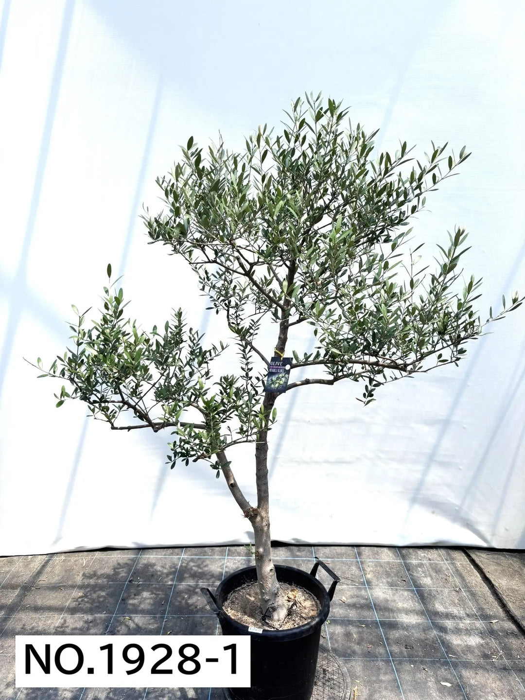 NEWネバディロブランコ（オリーブの木）｜大型商品｜NO.1928｜約160cm