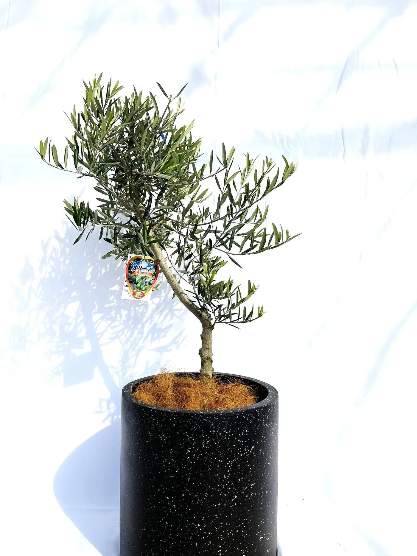 デルモロッコ Lサイズ 約120cm NO.10140 オリーブの木 - 株式会社鶴亀園