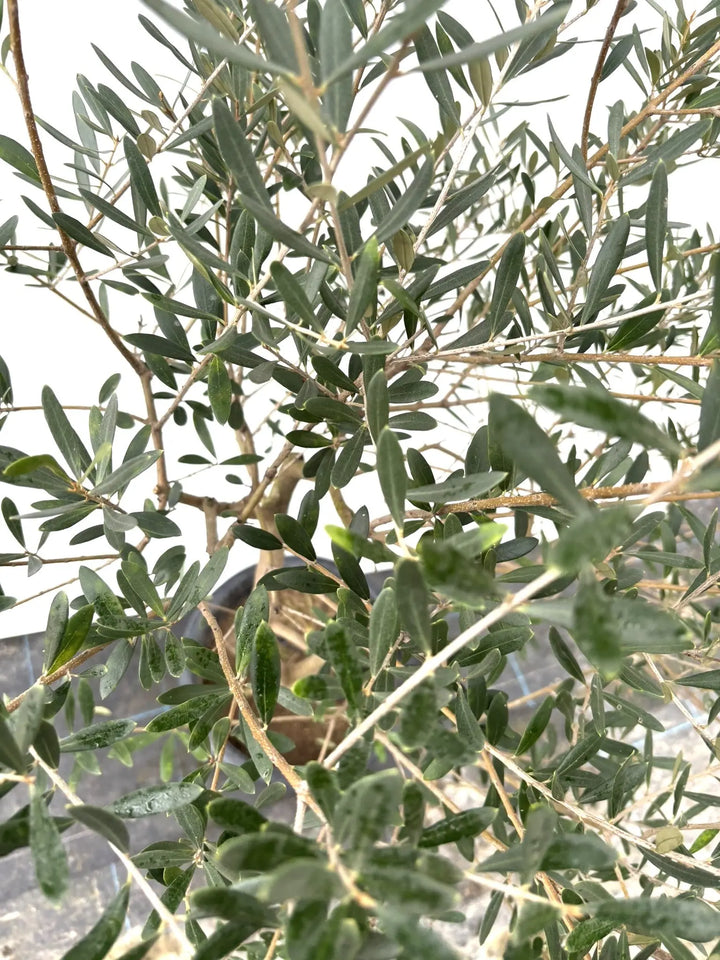 ネバディロブランコ Lサイズ 約140cm K-33 オリーブの木 - 株式会社鶴亀園