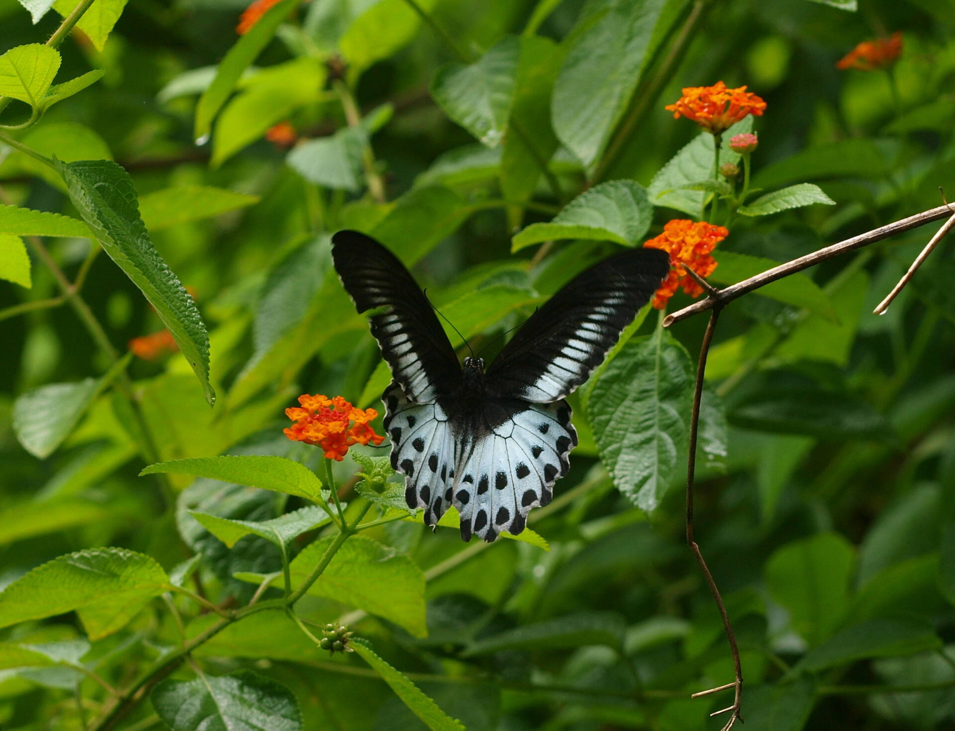 インド] テンジクアゲハ Blue Mormon (3) (ギャラリー) - 虫林花山の散歩道
