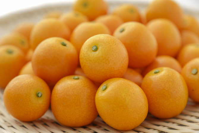 農園だより | 内山金柑園 宮崎県産完熟きんかん生産販売