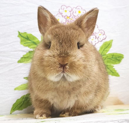 ネザーランドドワーフ A36 オレンジ 男の子 うさぎ専門店 うさぎ舎