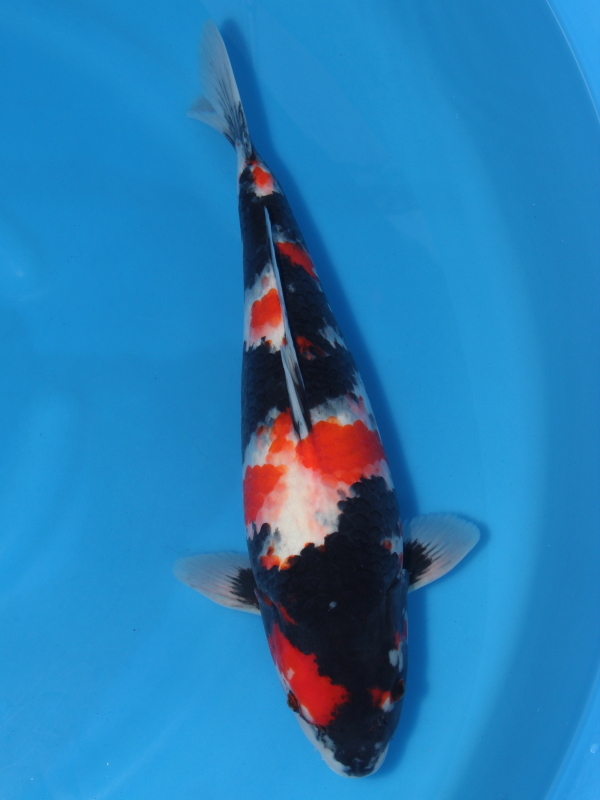 錦鯉 鯉 販売 通販 ネット 連休特価 昭和三色 45cm - 錦鯉販売 株式