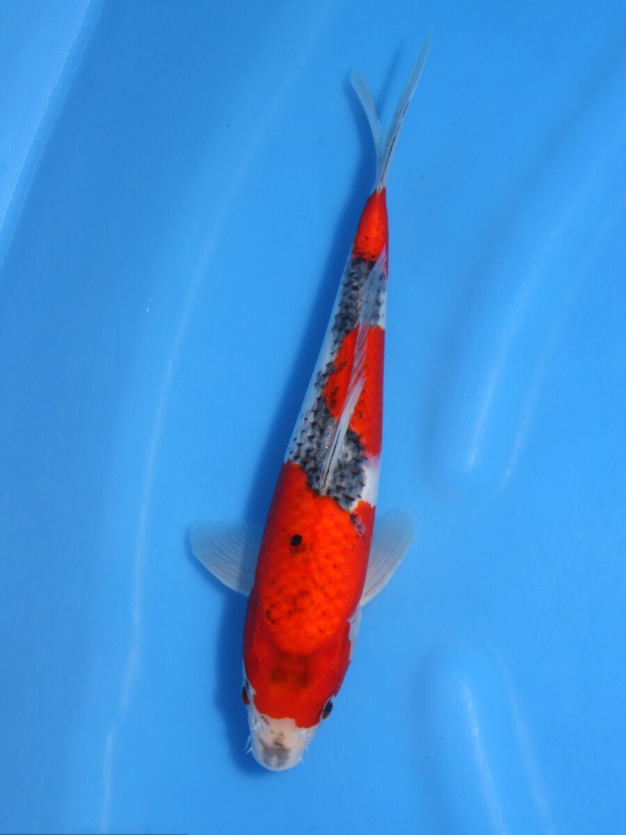 錦鯉販売 錦鯉通販 錦鯉ネット販売 サマーセール！ 五色 30cm A1S-002