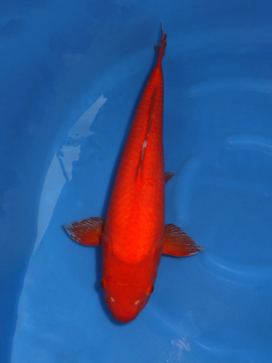 錦鯉販売 錦鯉通販 錦鯉ネット販売 特価 紅鯉 65cm AG9-027 - 錦鯉販売