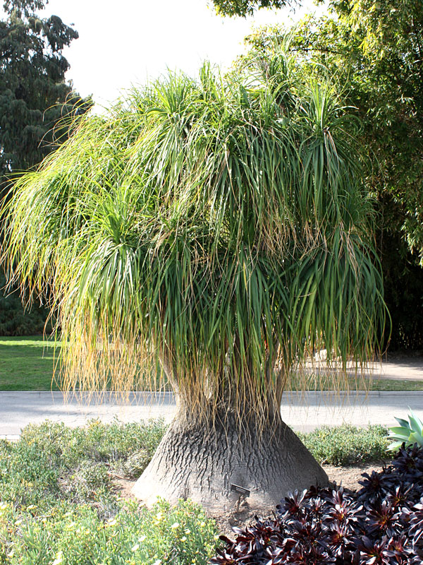Ponytail Palm Tree (beaucarnea recurvata) – Urban Tropicals