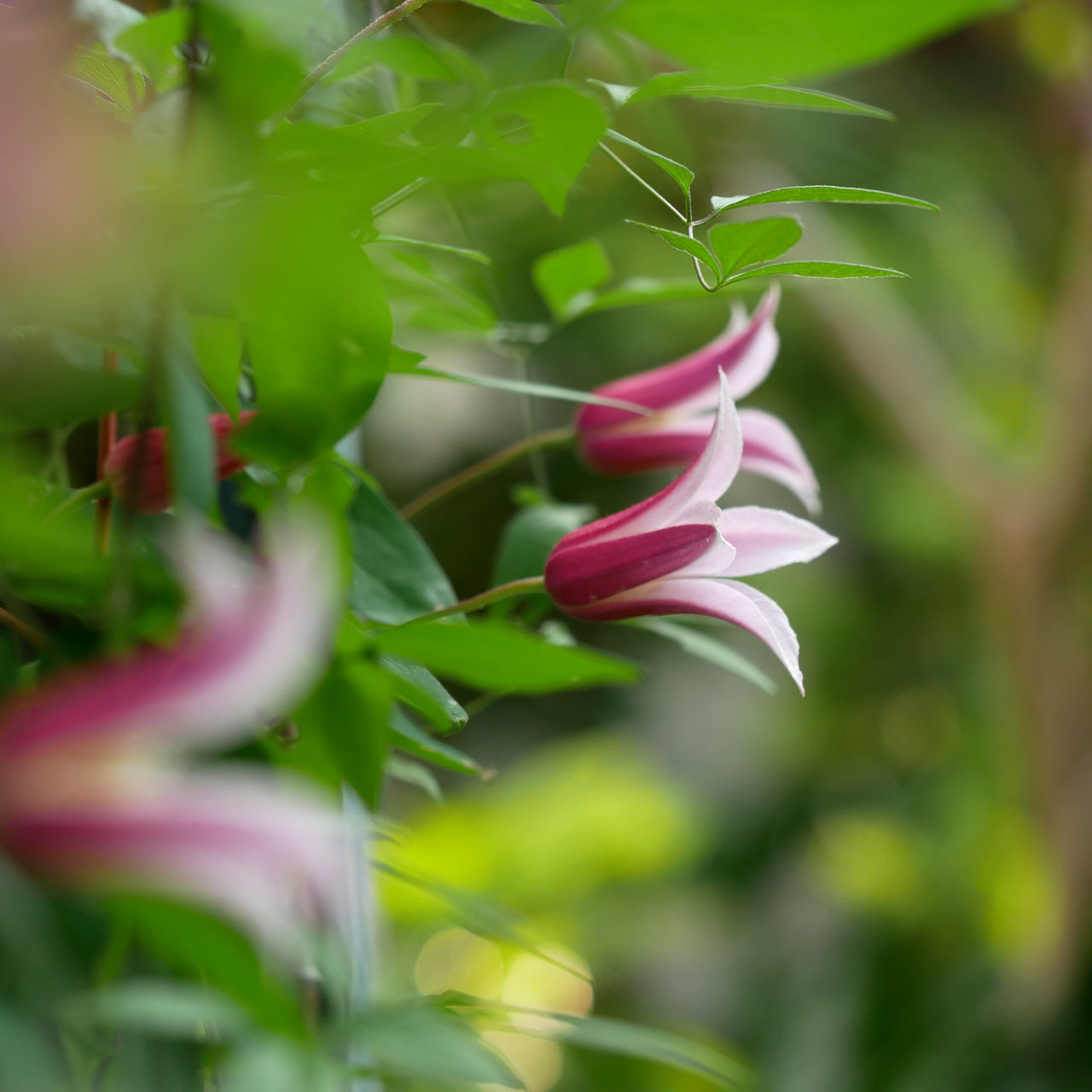 チューリップ咲き＆ベル型のクレマチス | てんこもりDays