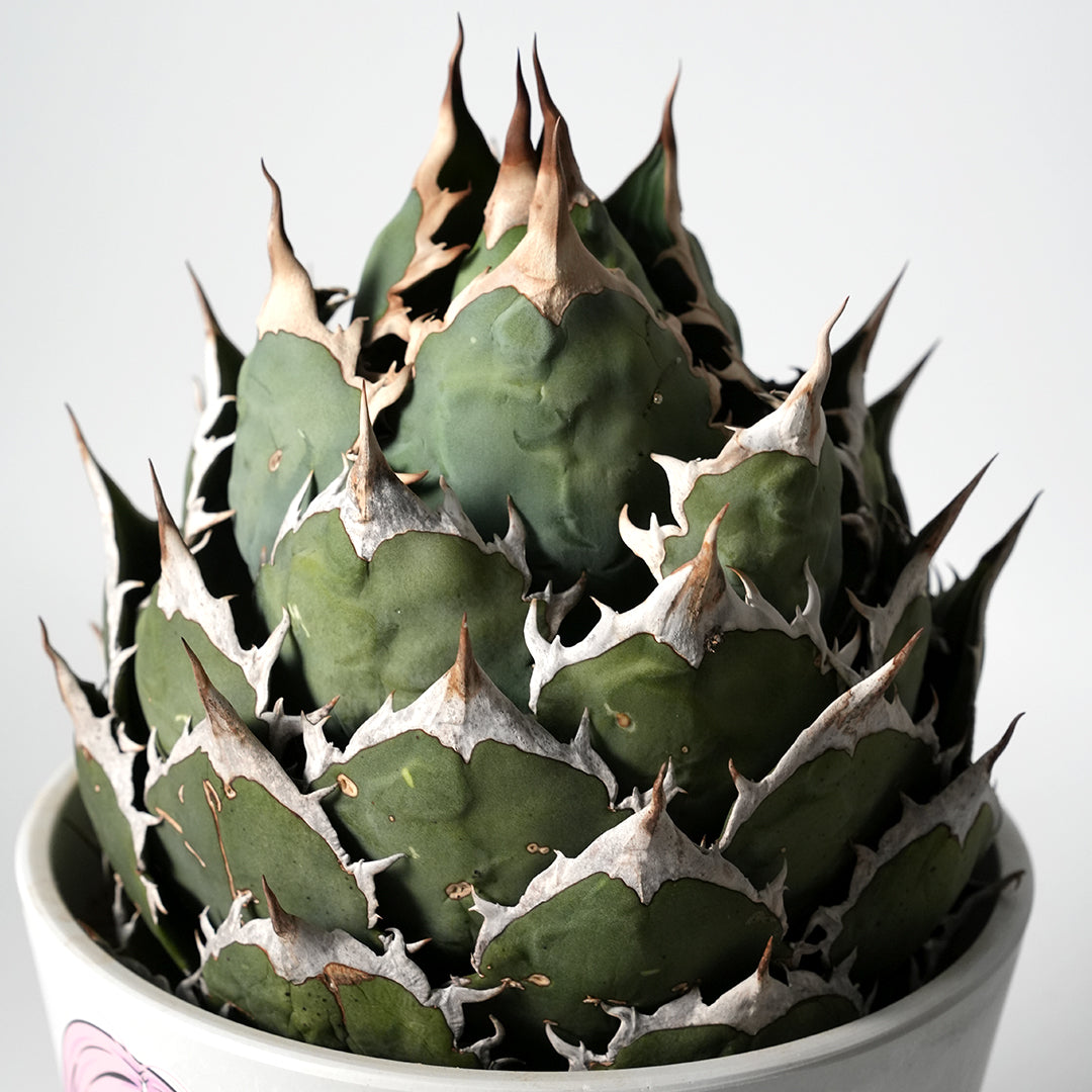 アガベ チタノタ オテロイ – VALIANT GALLERY ONLINE