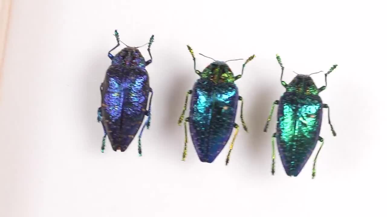 Real Blue Saphire Metallic Gem Jewel Beetle Polybothris Sumptuosa