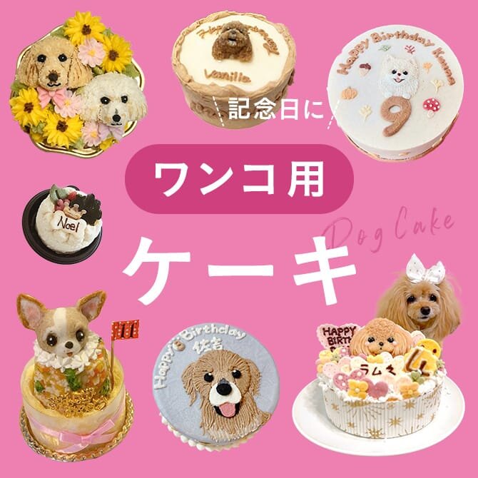 犬用ケーキ18選】誕生日や記念日にぴったりな犬用ケーキ｜ワンコnowa